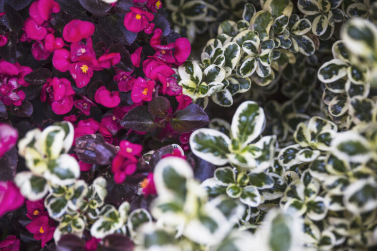 A18 – Creación de un jardín botánico sobre la Flora de la Sierra de Gádor
